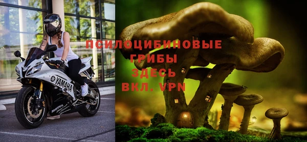 прущие грибы Баксан